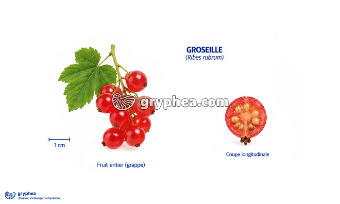 Fruit du Groseiller (groseille) - gryphea.com
